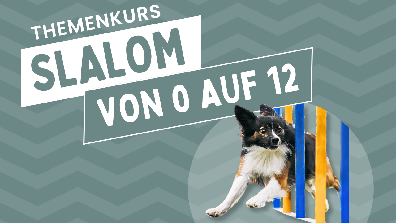 Slalom – Von 0 auf 12