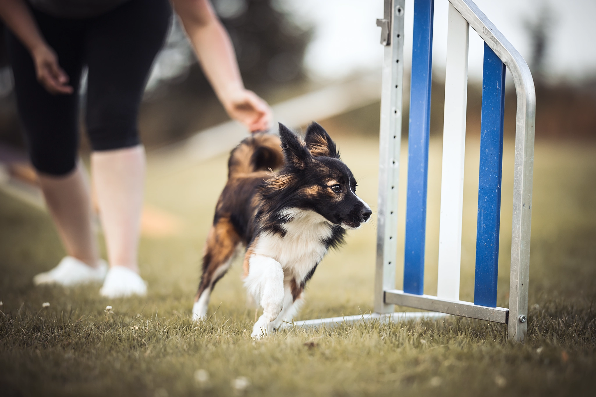 Running Contacts Hoot