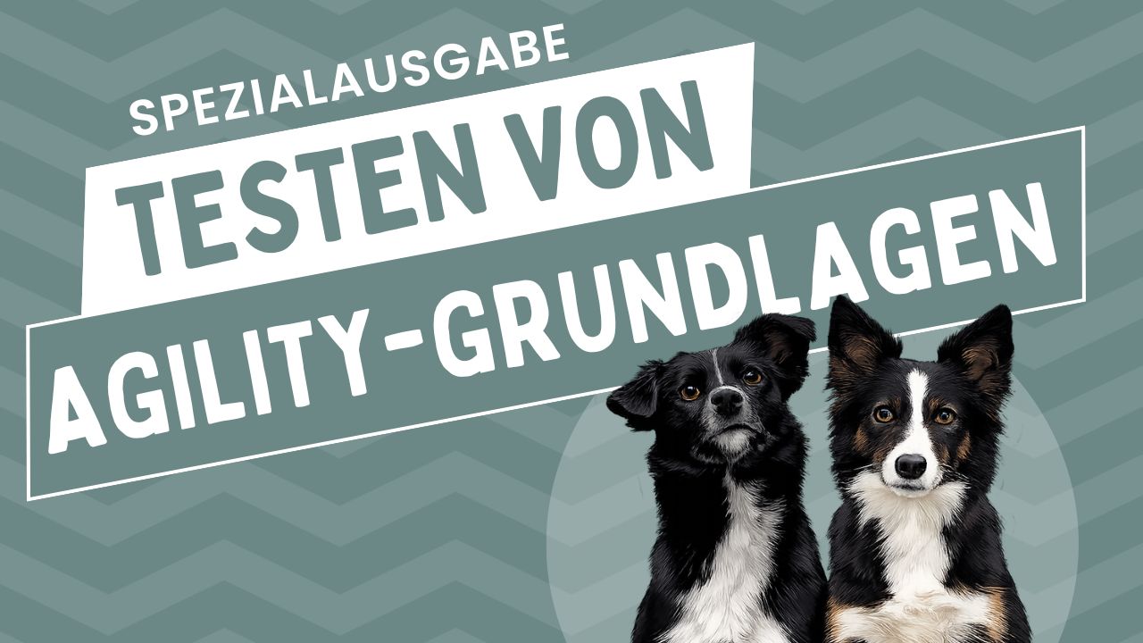 Agility-Grundlagen testen | Spezialausgabe